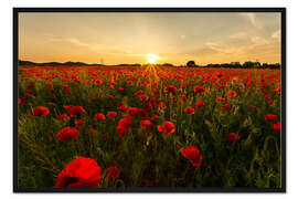 Gerahmter Kunstdruck Mohnfeld