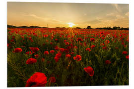 Foam board print Field of poppies