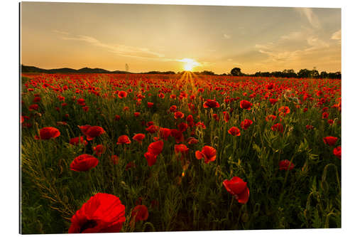 Gallery print Field of poppies