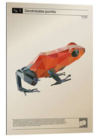 Gallery print fig5 Polygonfrosch Poster