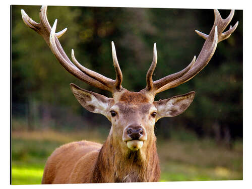 Aluminiumsbilde Red Deer