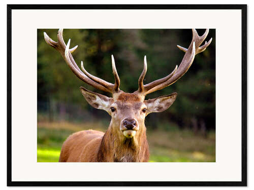 Kehystetty taidepainatus Red Deer