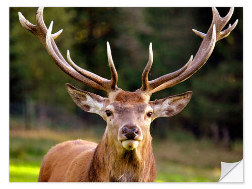 Naklejka na ścianę Red Deer