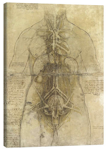 Stampa su tela Anatomia femminile