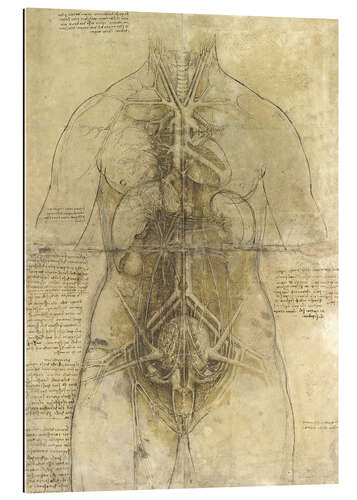 Gallery print Studium anatomiczne