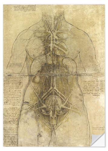 Självhäftande poster Anatomical study