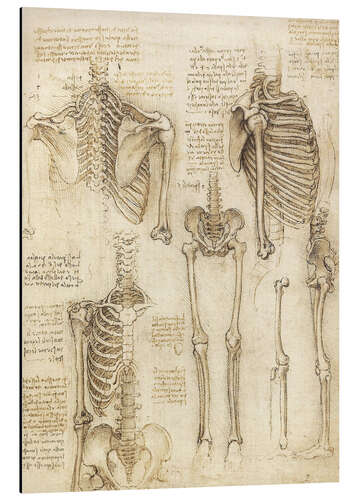 Stampa su alluminio Studio anatomico, scheletro