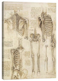 Canvastavla  Anatomisk studie, skelett - Leonardo da Vinci