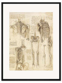 Gerahmter Kunstdruck Anatomie-Studie, Skelett