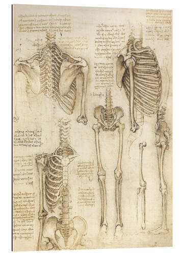 Gallery Print Anatomie-Studie, Skelett