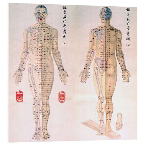 PVC print Acupuncture map of the male body