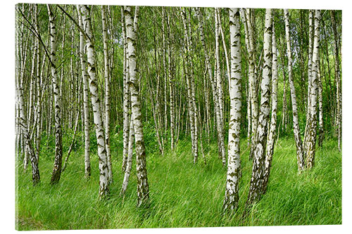 Akrylbilde Beautiful birches