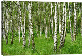 Canvas print Beautiful birches