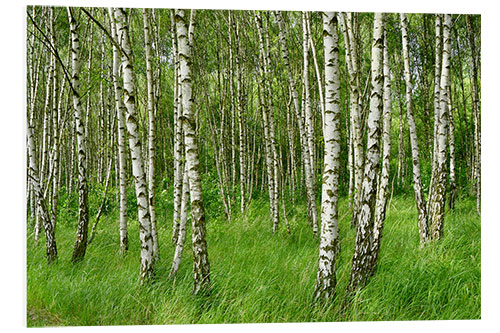 Foam board print Beautiful birches