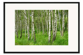 Gerahmter Kunstdruck Schöne Birken