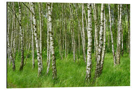 Magnettafel Schöne Birken