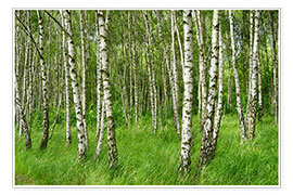 Poster Beautiful birches
