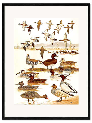 Impresión de arte enmarcada Patos