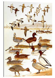 Gallery print ducks