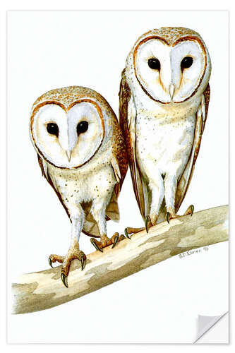 Selvklebende plakat Owls