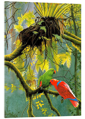 Acrylic print Parrots