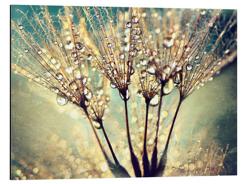 Aluminium print Dandelion abstract