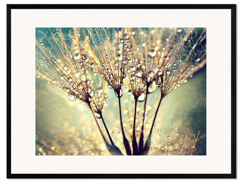 Framed art print Dandelion abstract