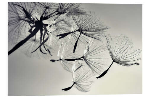 PVC print Dandelion freedom