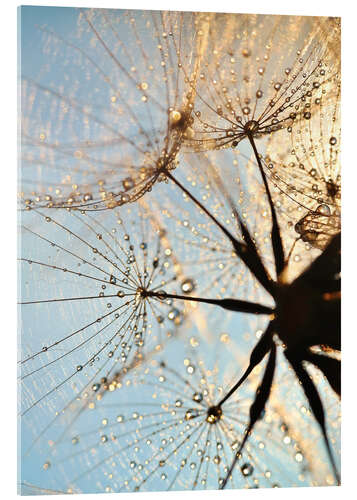 Akrylglastavla Look at dandelion from below