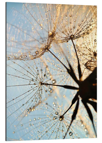 Quadro em alumínio Look at dandelion from below