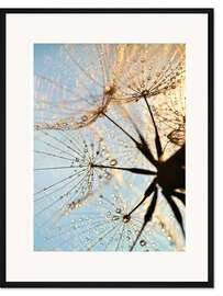 Gerahmter Kunstdruck Blick auf Pusteblume von unten