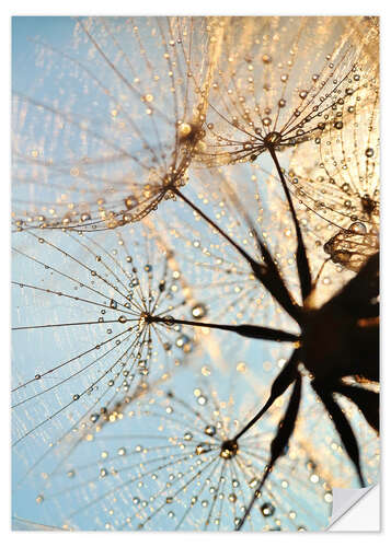 Selvklebende plakat Look at dandelion from below