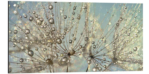 Aluminium print Dandelion Magic Raindrop