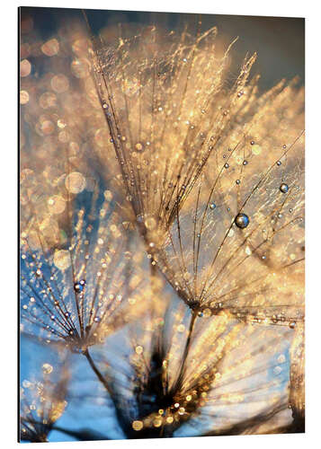 Cuadro de aluminio Dandelion at the blue hour