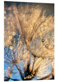 Foam board print Dandelion at the blue hour