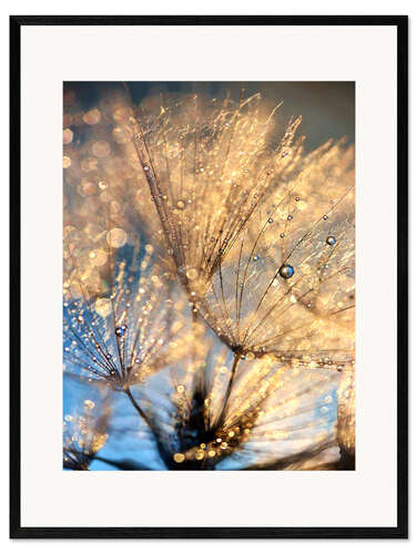 Gerahmter Kunstdruck Pusteblume zur blauen Stunde