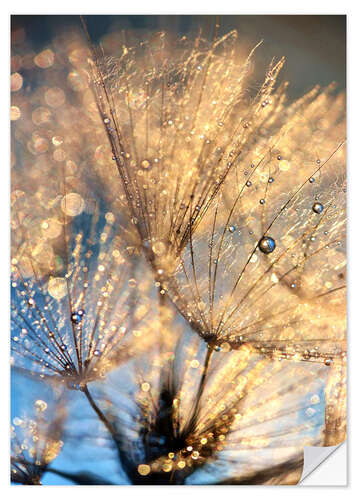 Selvklebende plakat Dandelion at the blue hour