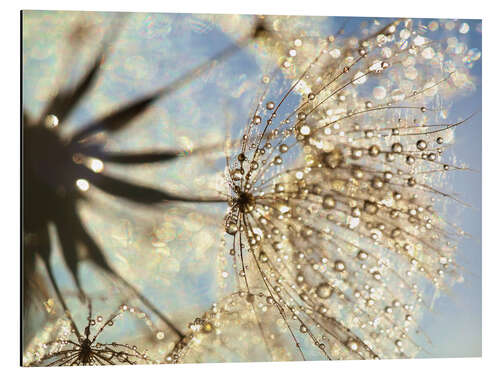 Cuadro de aluminio Dandelion magic of nature