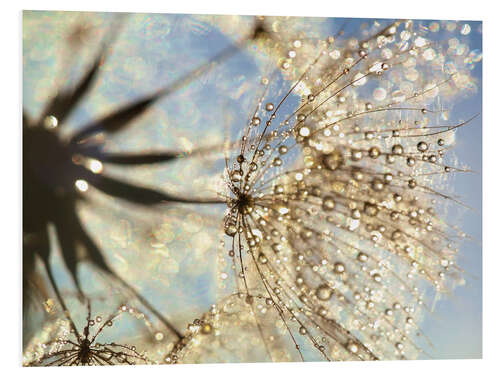 Foam board print Dandelion magic of nature