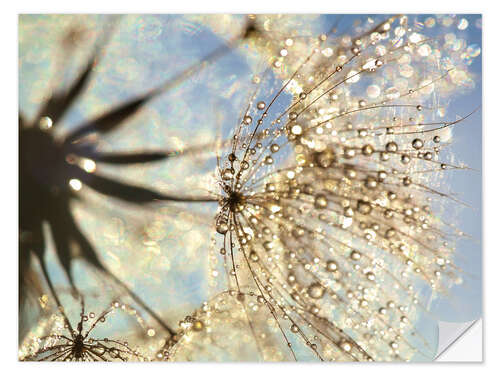 Naklejka na ścianę Dandelion magic of nature