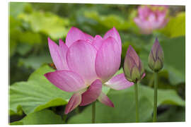 Akrylbilde Lotus flowers - Thomas Herzog