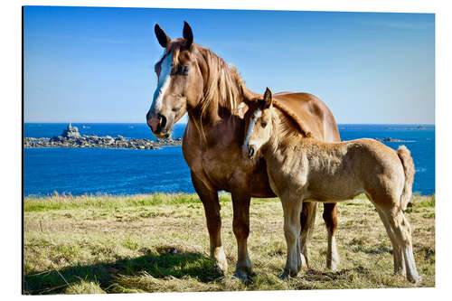 Tableau en aluminium Cheval et poulain