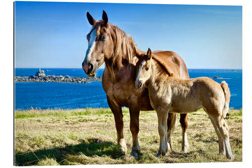 Gallery print Horse and Foal