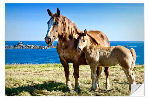 Självhäftande poster Horse and Foal