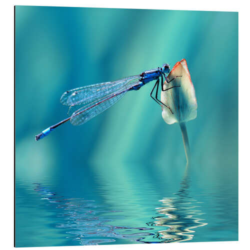 Aluminium print Dragonfly with Reflection