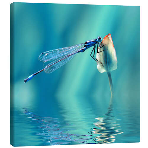 Tableau sur toile Libellule avec reflet