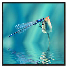 Gerahmter Kunstdruck Libelle mit Spiegelung