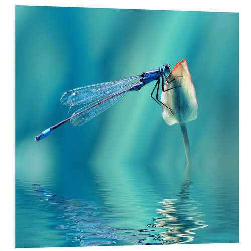 Foam board print Dragonfly with Reflection