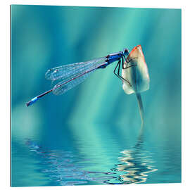 Gallery print Dragonfly with Reflection