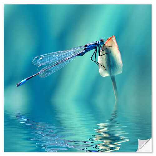 Selvklebende plakat Dragonfly with Reflection